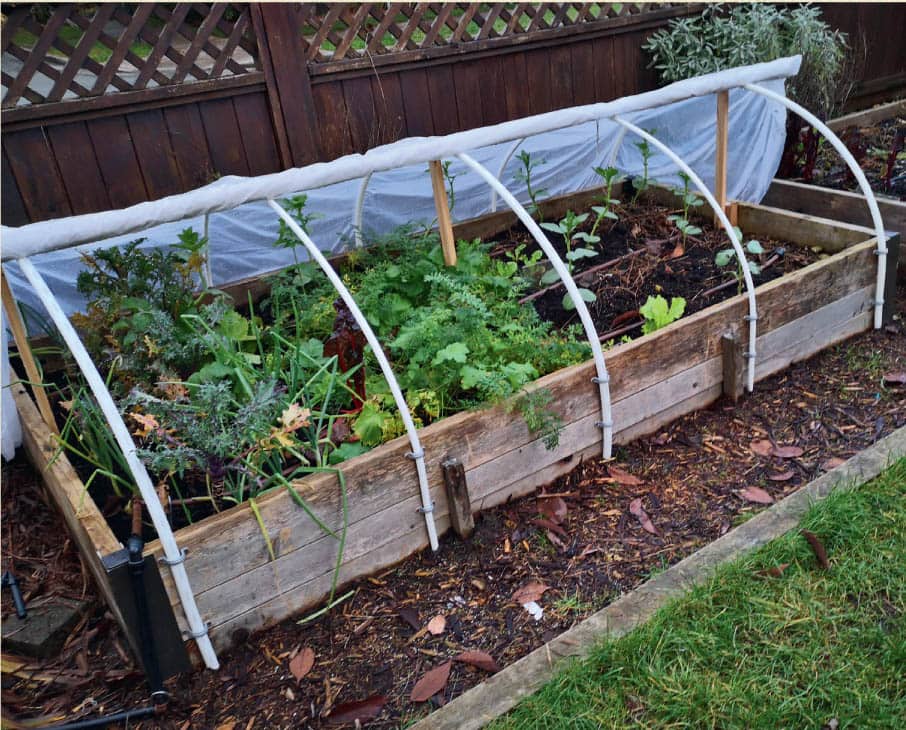 We plant several varieties of cold-hardy leafy greens such as kale tatsoi - photo 9