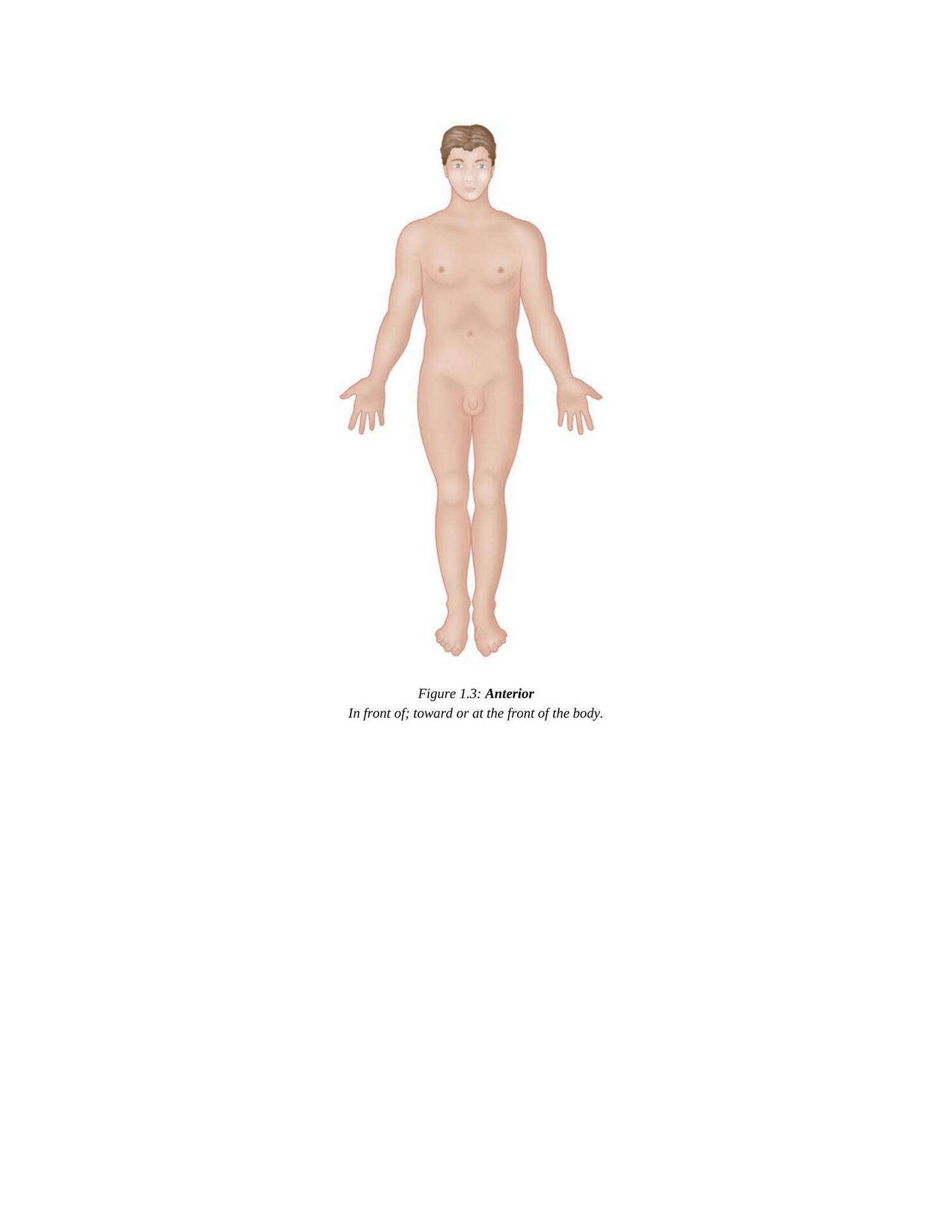 The Concise Book of Yoga Anatomy An Illustrated Overview to the Science of Activity - photo 12