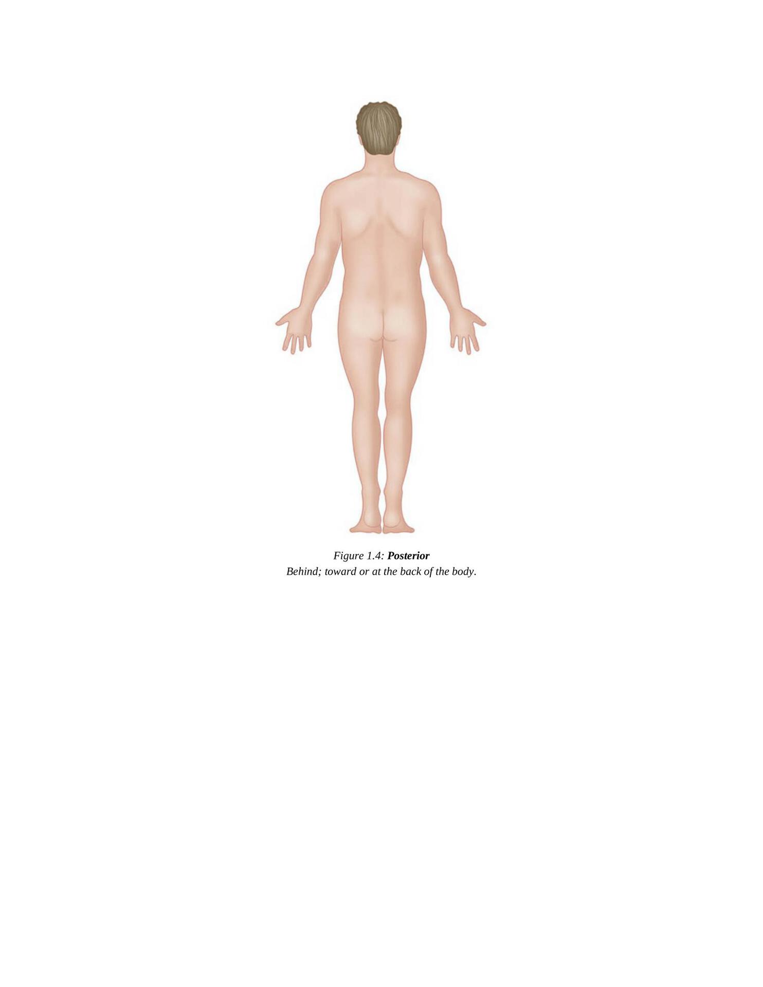 The Concise Book of Yoga Anatomy An Illustrated Overview to the Science of Activity - photo 13