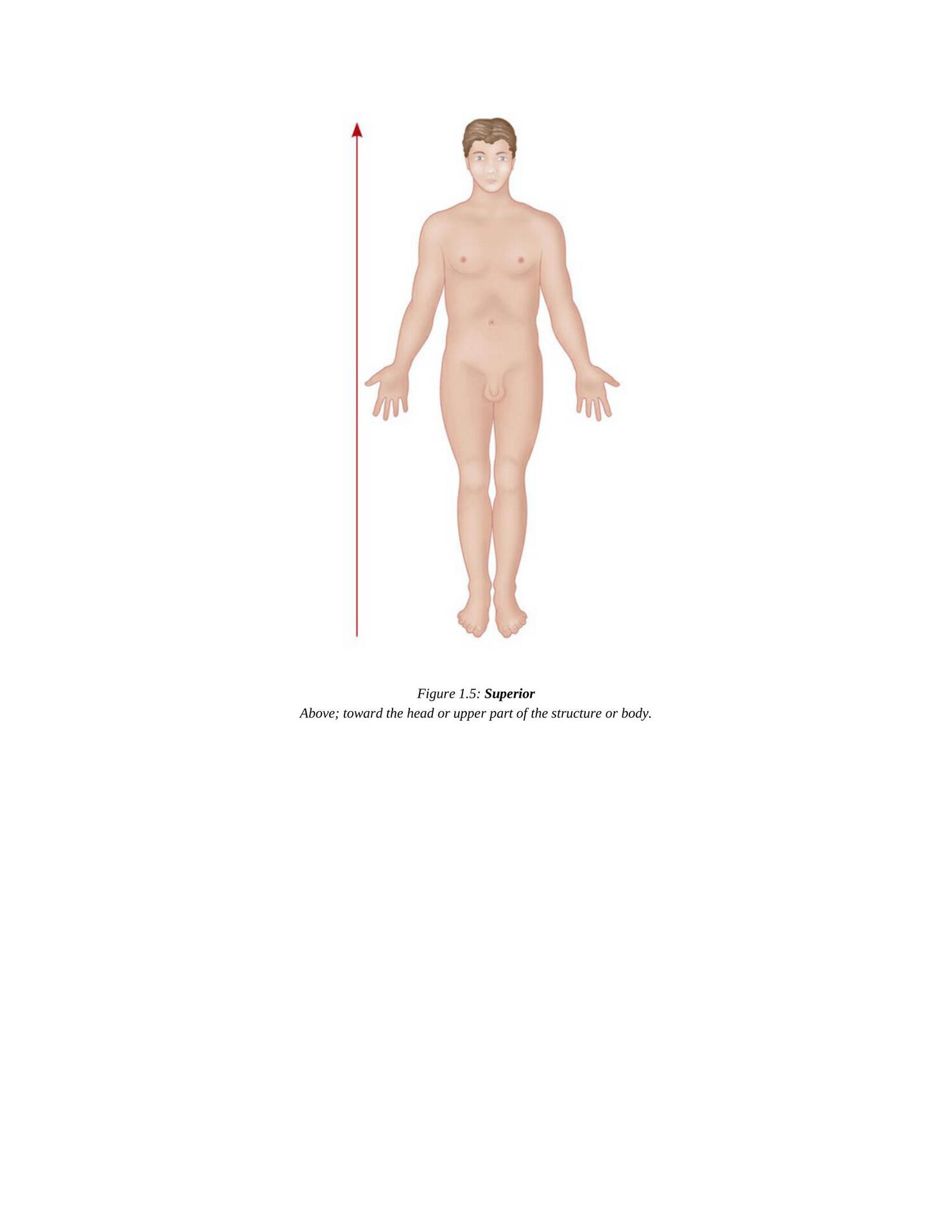 The Concise Book of Yoga Anatomy An Illustrated Overview to the Science of Activity - photo 14