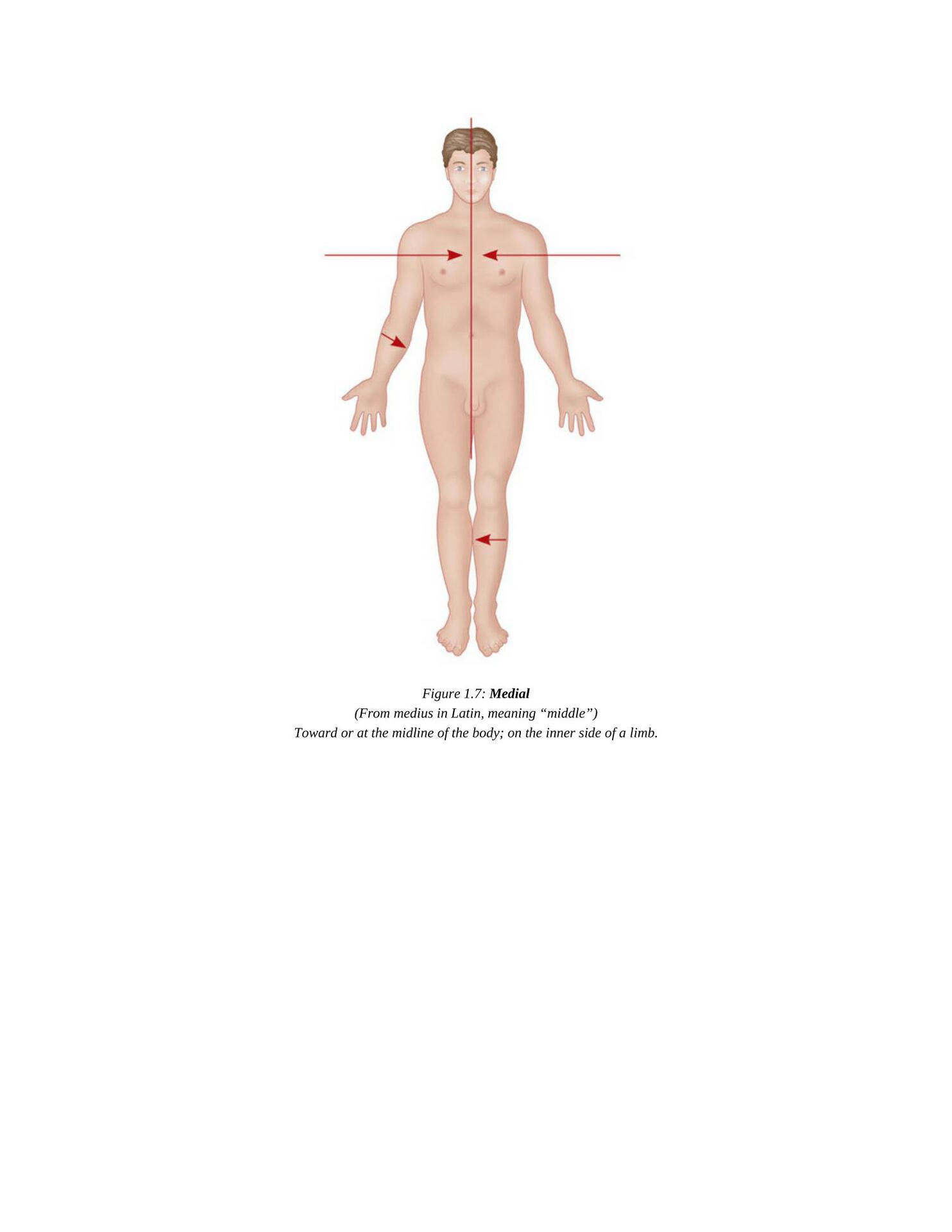 The Concise Book of Yoga Anatomy An Illustrated Overview to the Science of Activity - photo 16