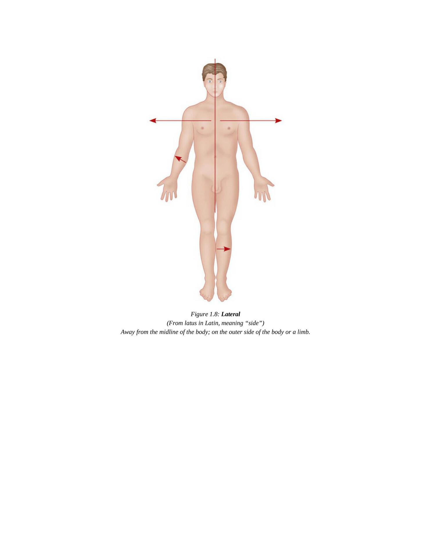 The Concise Book of Yoga Anatomy An Illustrated Overview to the Science of Activity - photo 17