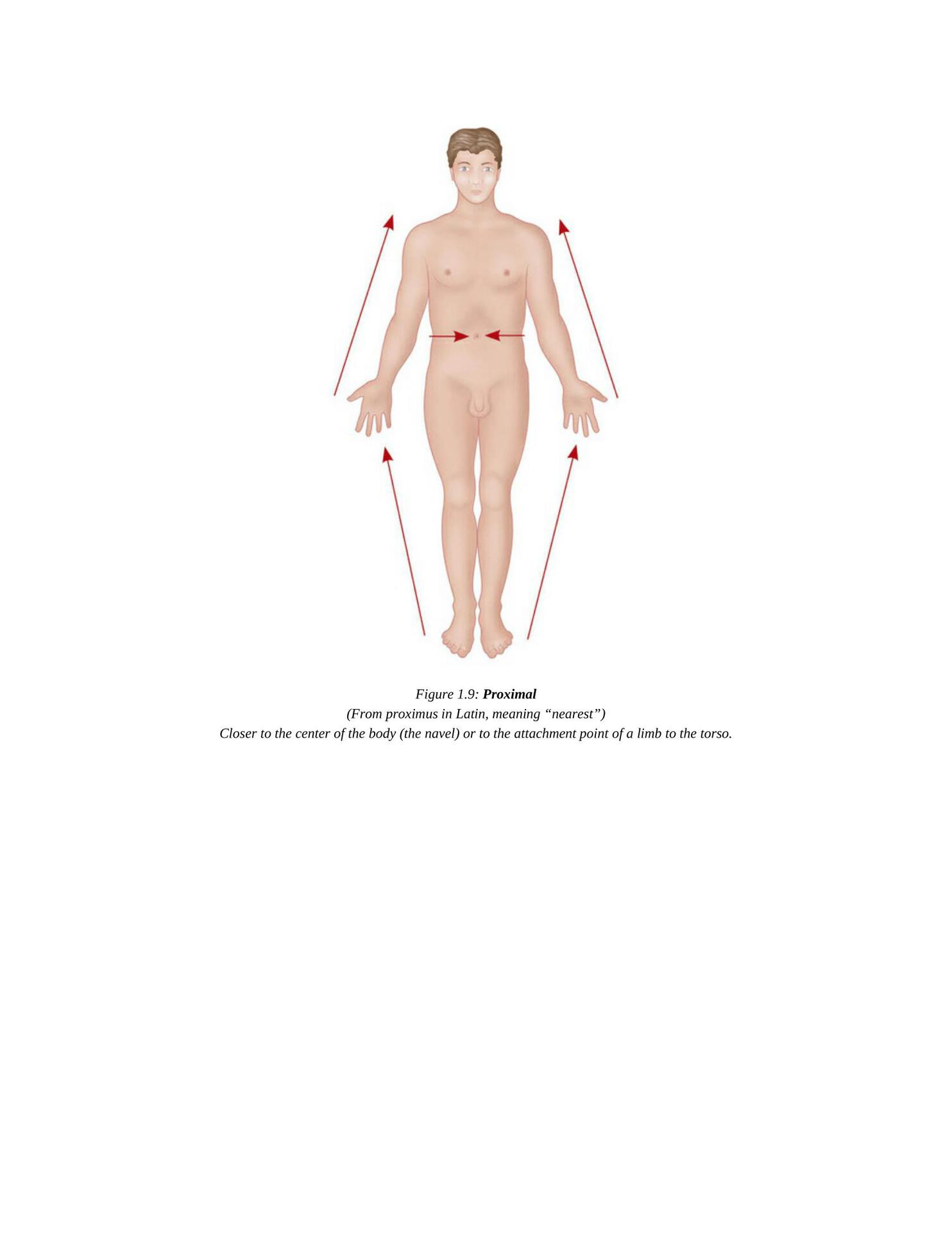 The Concise Book of Yoga Anatomy An Illustrated Overview to the Science of Activity - photo 18