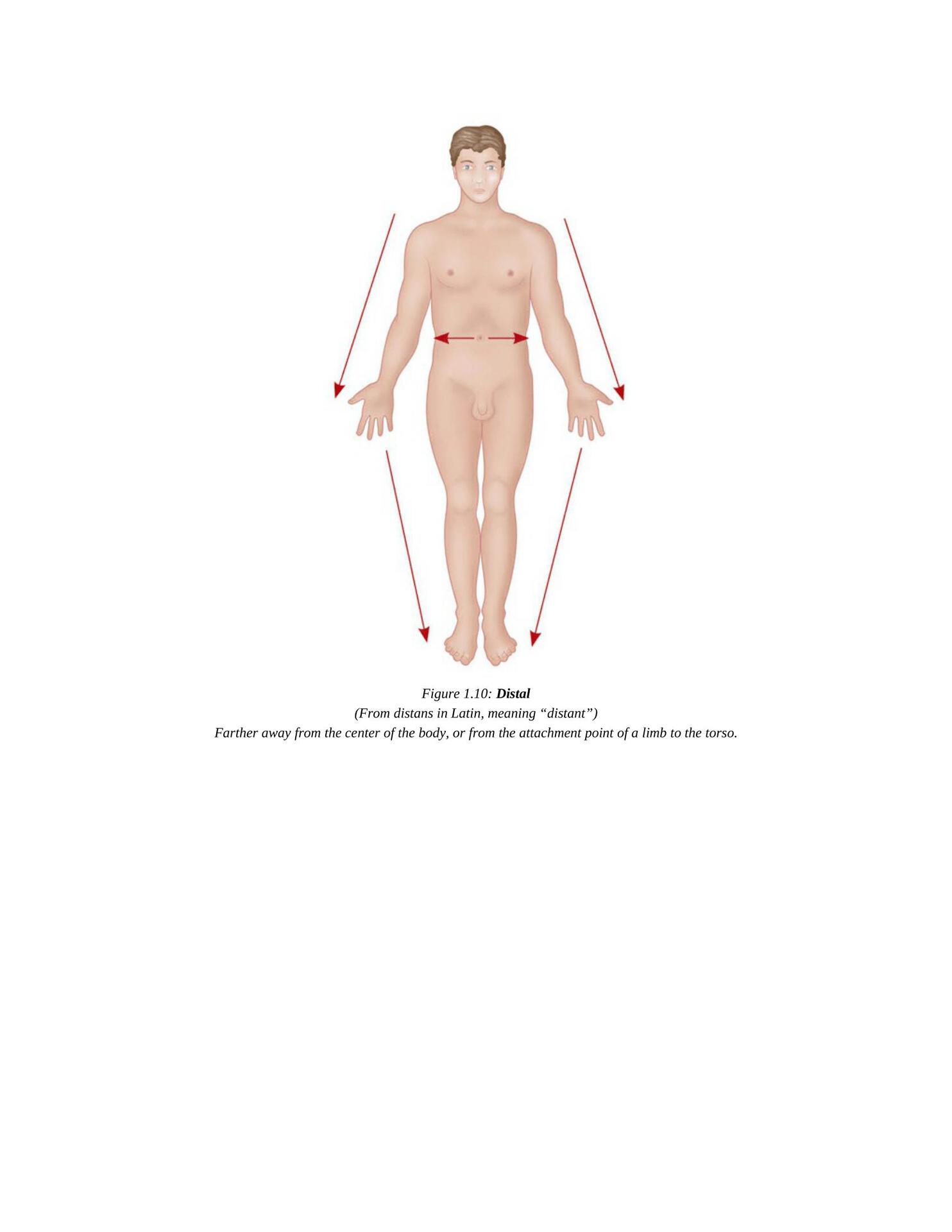 The Concise Book of Yoga Anatomy An Illustrated Overview to the Science of Activity - photo 19