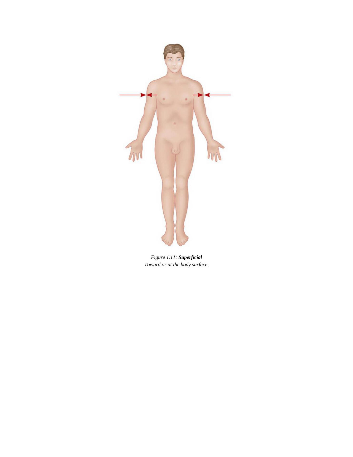 The Concise Book of Yoga Anatomy An Illustrated Overview to the Science of Activity - photo 20