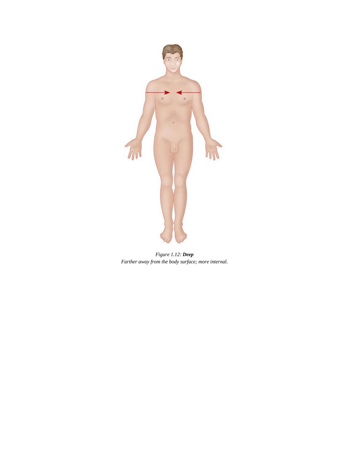 The Concise Book of Yoga Anatomy An Illustrated Overview to the Science of Activity - photo 21