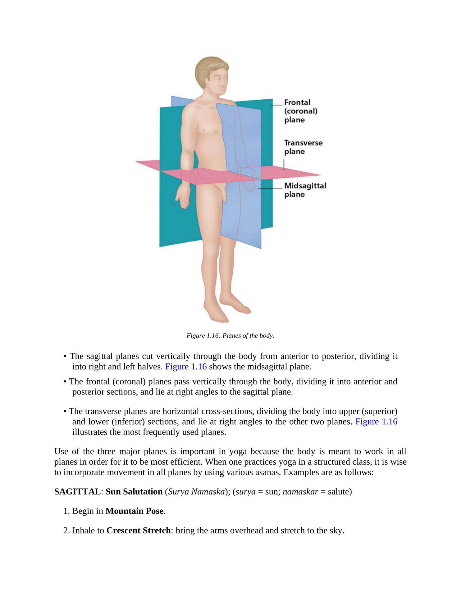 The Concise Book of Yoga Anatomy An Illustrated Overview to the Science of Activity - photo 25