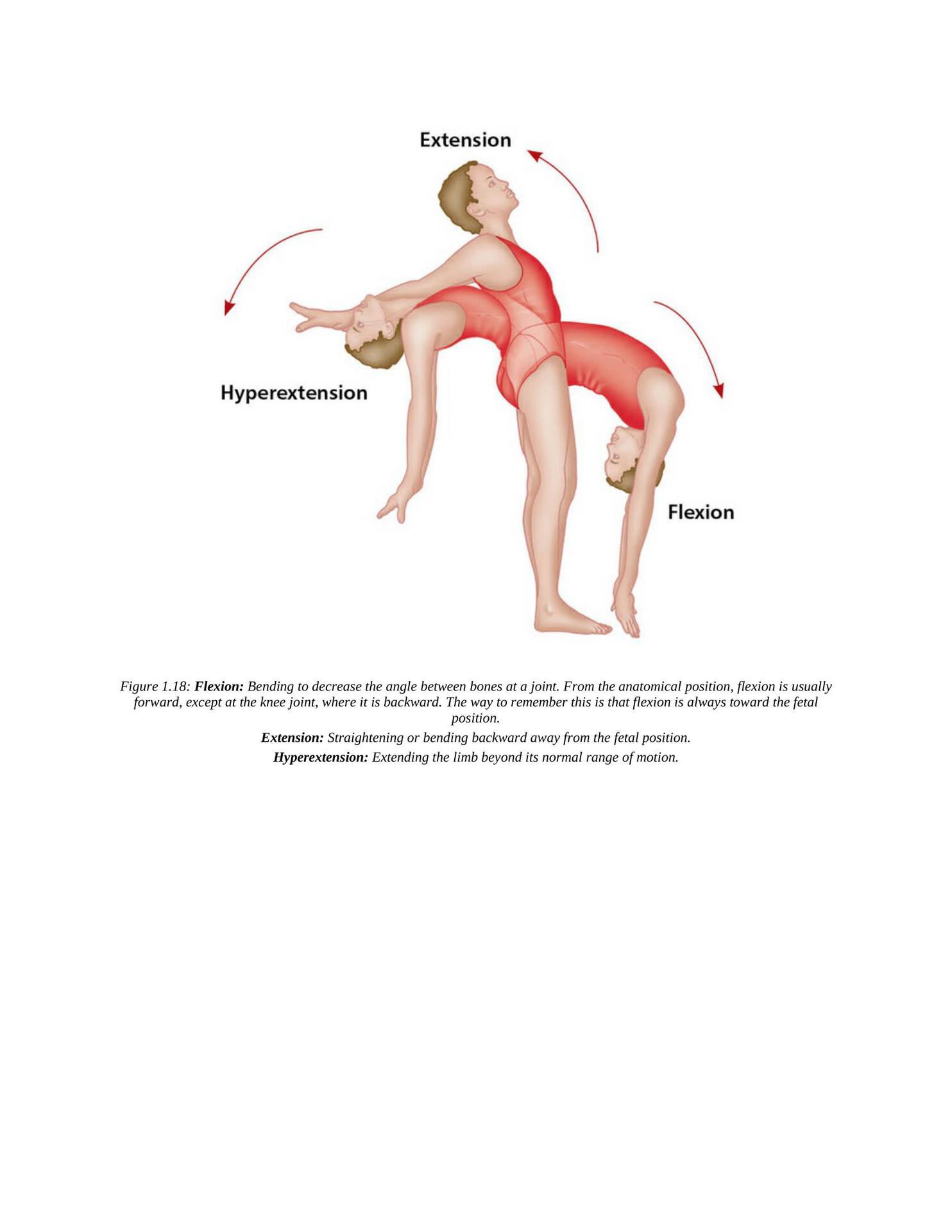 The Concise Book of Yoga Anatomy An Illustrated Overview to the Science of Activity - photo 28