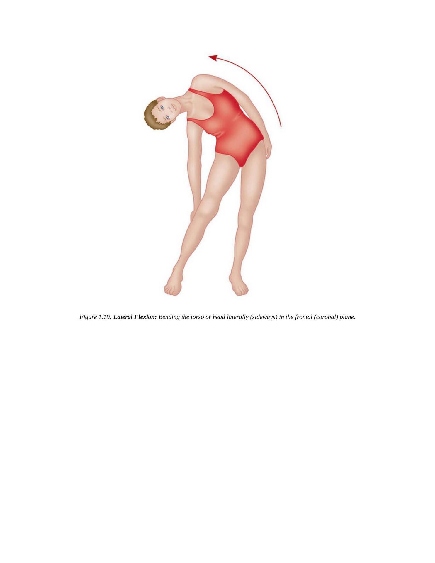 The Concise Book of Yoga Anatomy An Illustrated Overview to the Science of Activity - photo 29