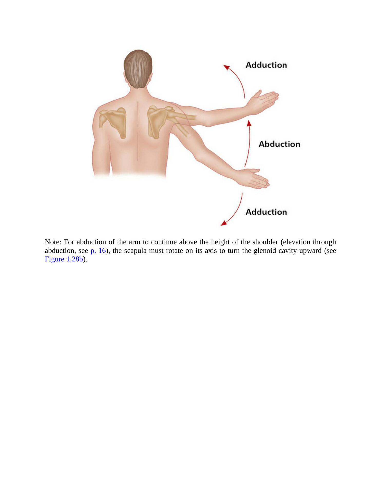 The Concise Book of Yoga Anatomy An Illustrated Overview to the Science of Activity - photo 31