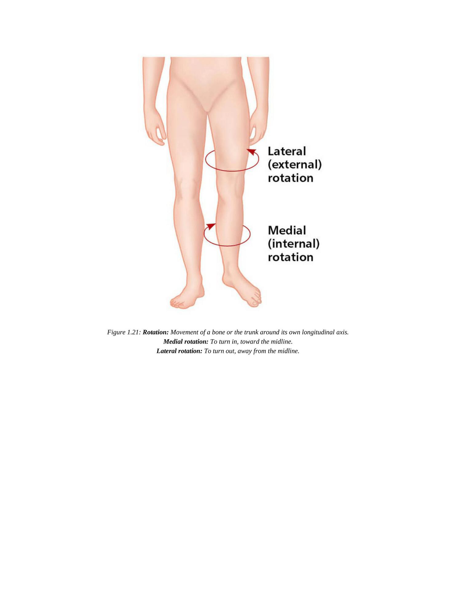 The Concise Book of Yoga Anatomy An Illustrated Overview to the Science of Activity - photo 32