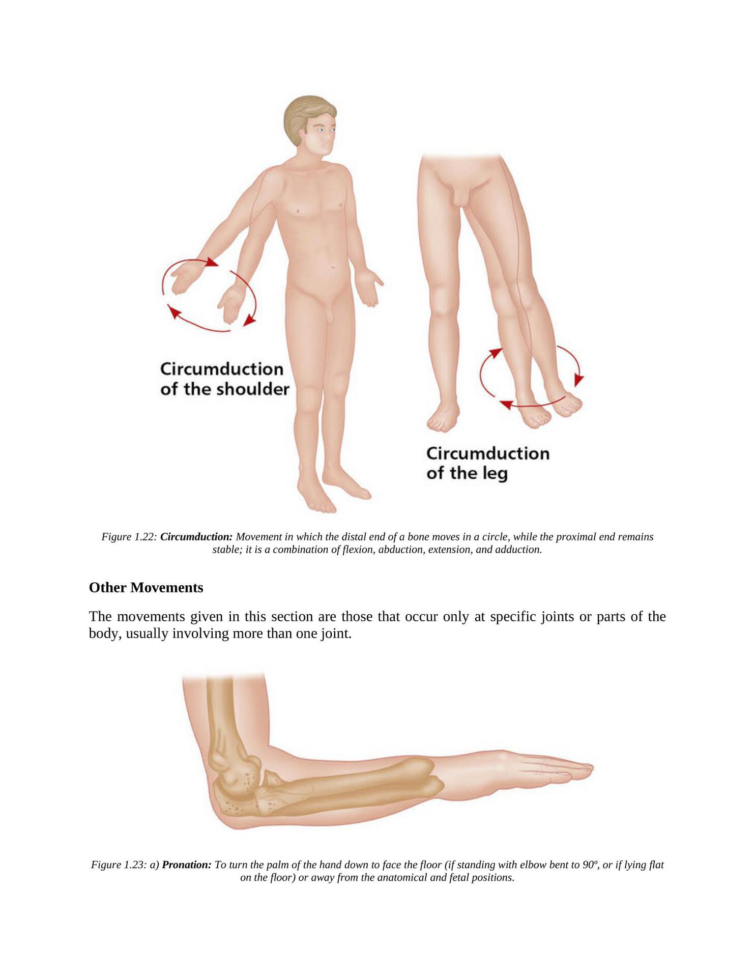 The Concise Book of Yoga Anatomy An Illustrated Overview to the Science of Activity - photo 33