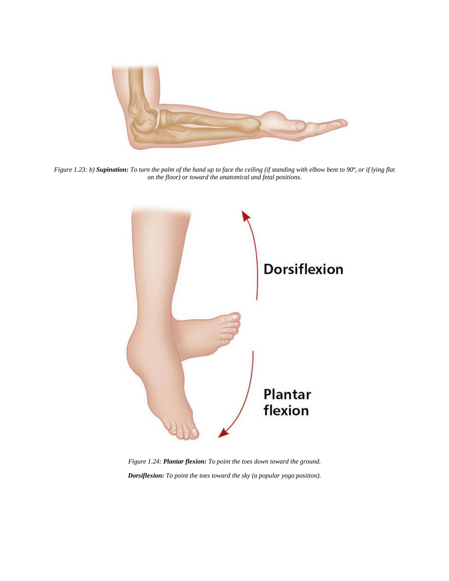 The Concise Book of Yoga Anatomy An Illustrated Overview to the Science of Activity - photo 34