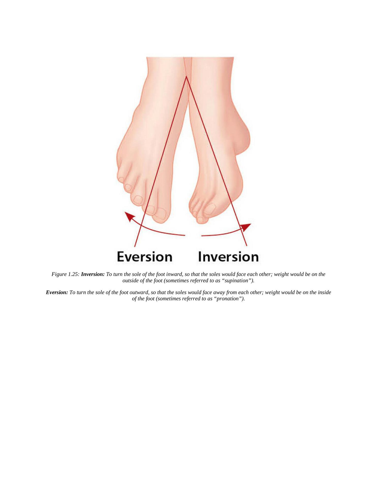 The Concise Book of Yoga Anatomy An Illustrated Overview to the Science of Activity - photo 35