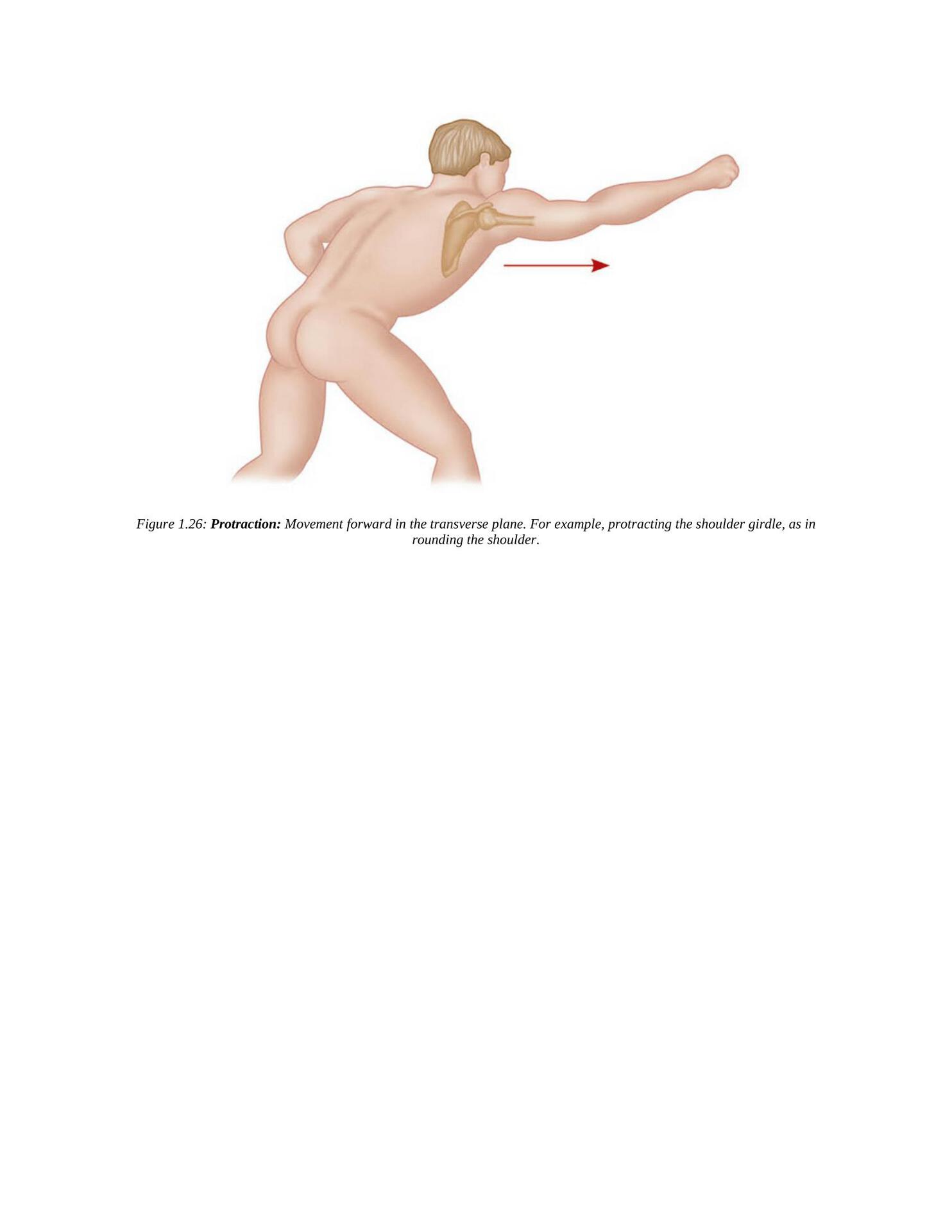 The Concise Book of Yoga Anatomy An Illustrated Overview to the Science of Activity - photo 36