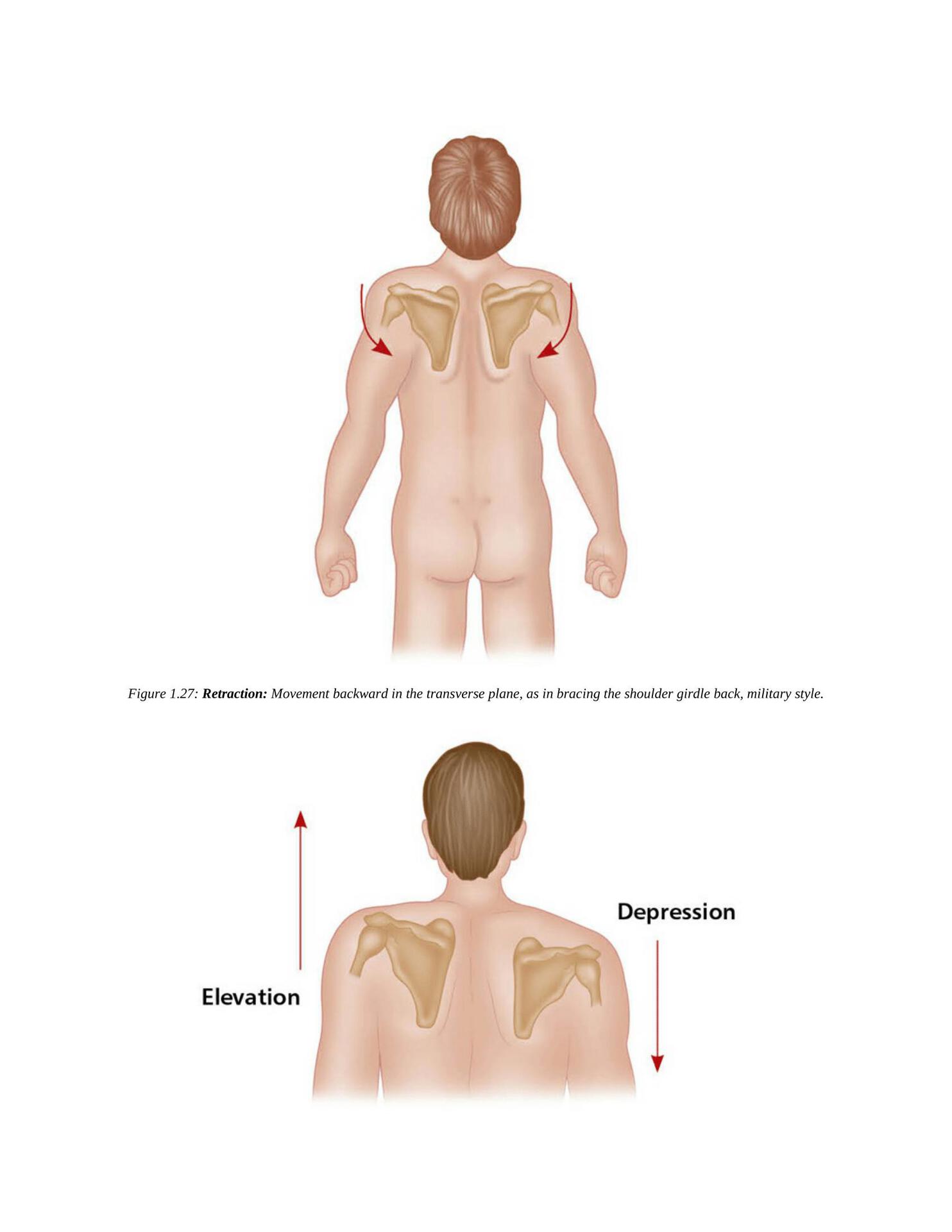 The Concise Book of Yoga Anatomy An Illustrated Overview to the Science of Activity - photo 37