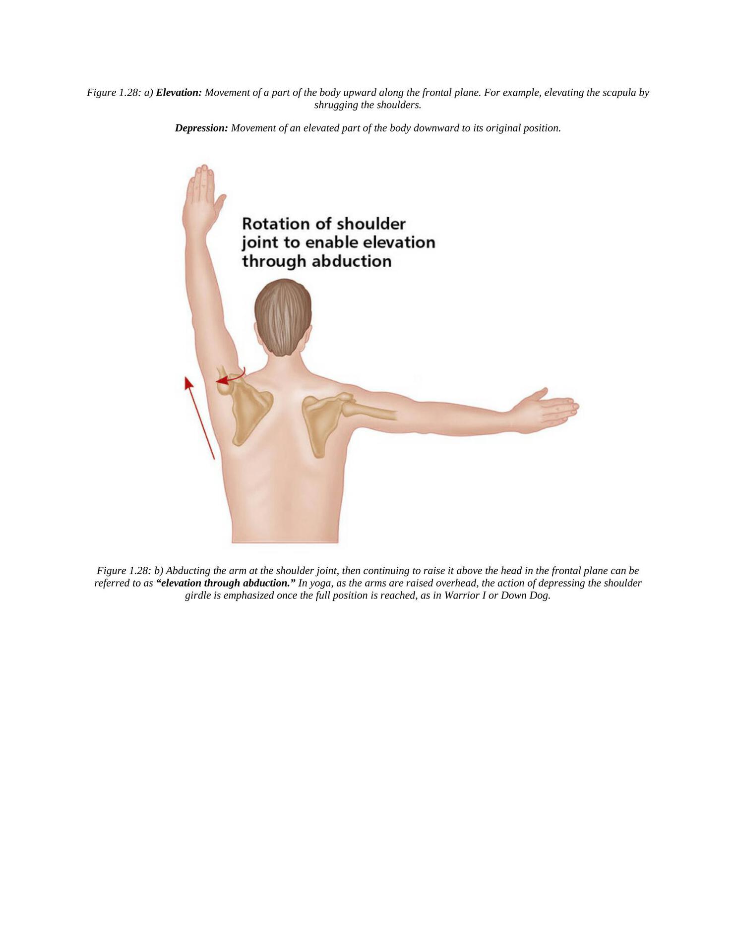 The Concise Book of Yoga Anatomy An Illustrated Overview to the Science of Activity - photo 38