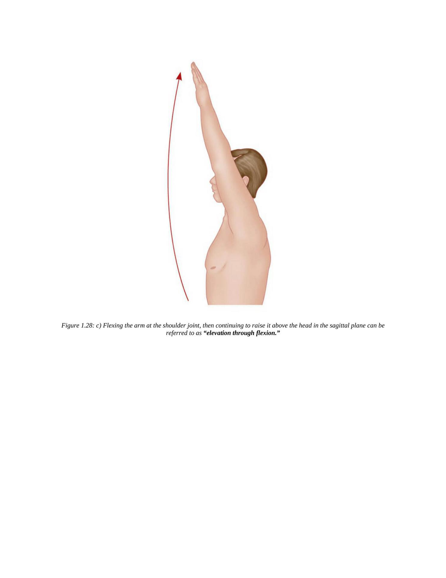 The Concise Book of Yoga Anatomy An Illustrated Overview to the Science of Activity - photo 39