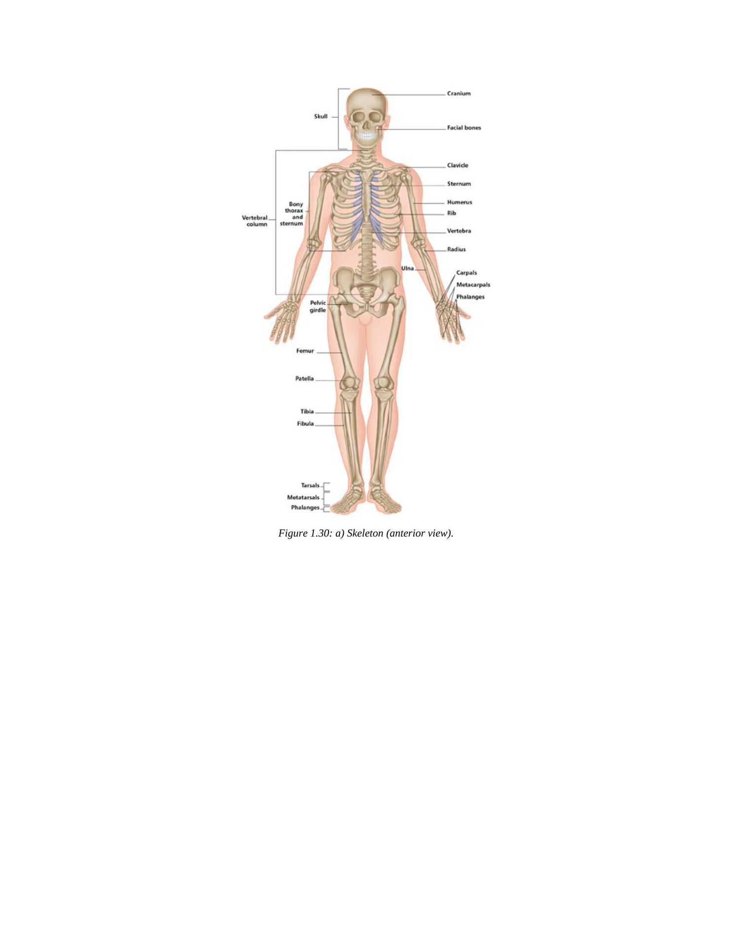 The Concise Book of Yoga Anatomy An Illustrated Overview to the Science of Activity - photo 41