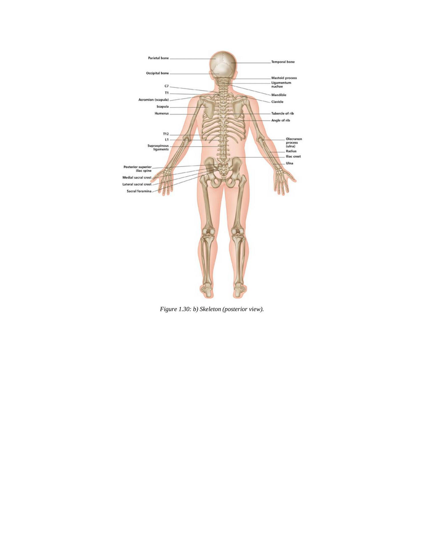 The Concise Book of Yoga Anatomy An Illustrated Overview to the Science of Activity - photo 42