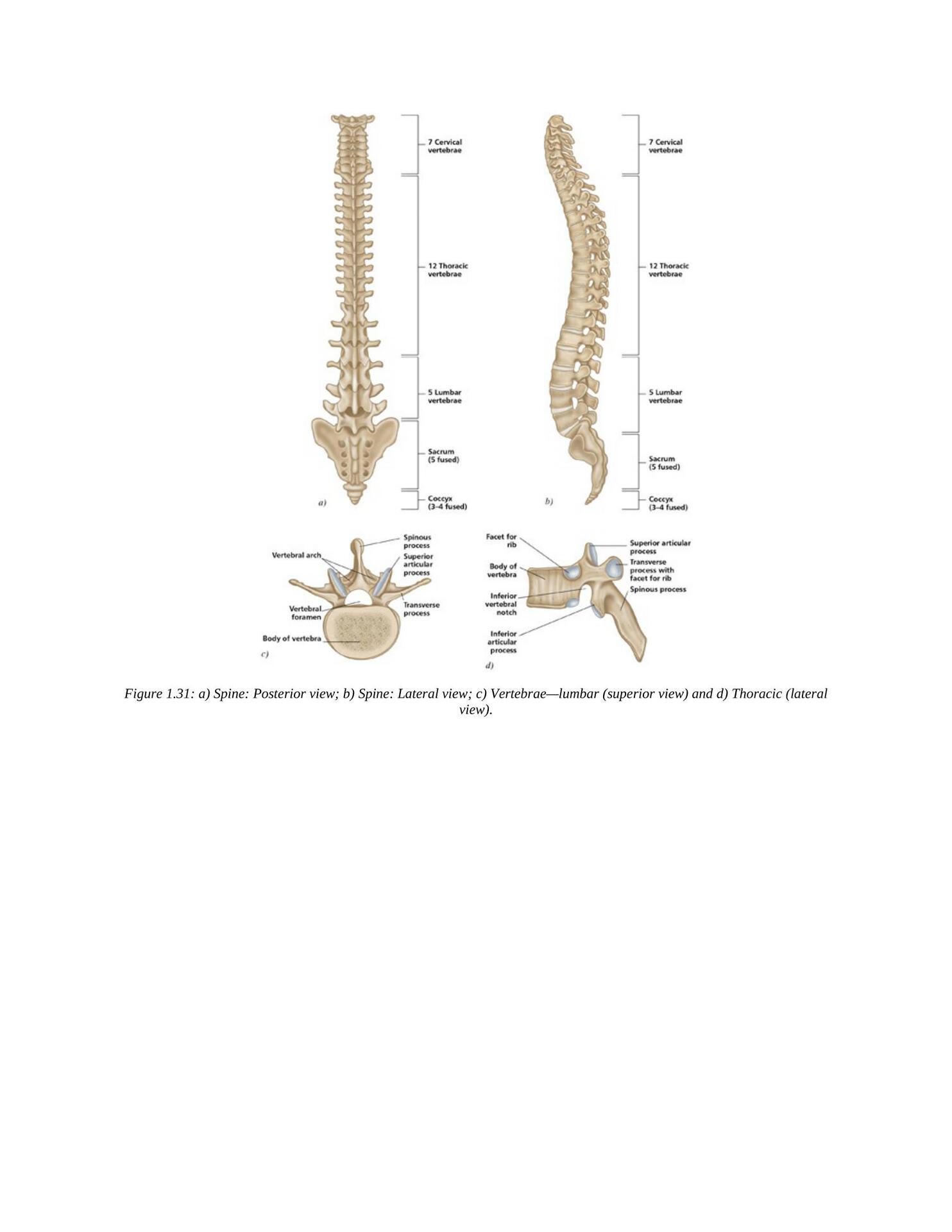 The Concise Book of Yoga Anatomy An Illustrated Overview to the Science of Activity - photo 43