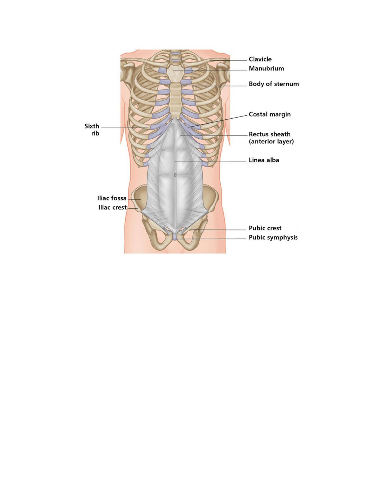 The Concise Book of Yoga Anatomy An Illustrated Overview to the Science of Activity - photo 44