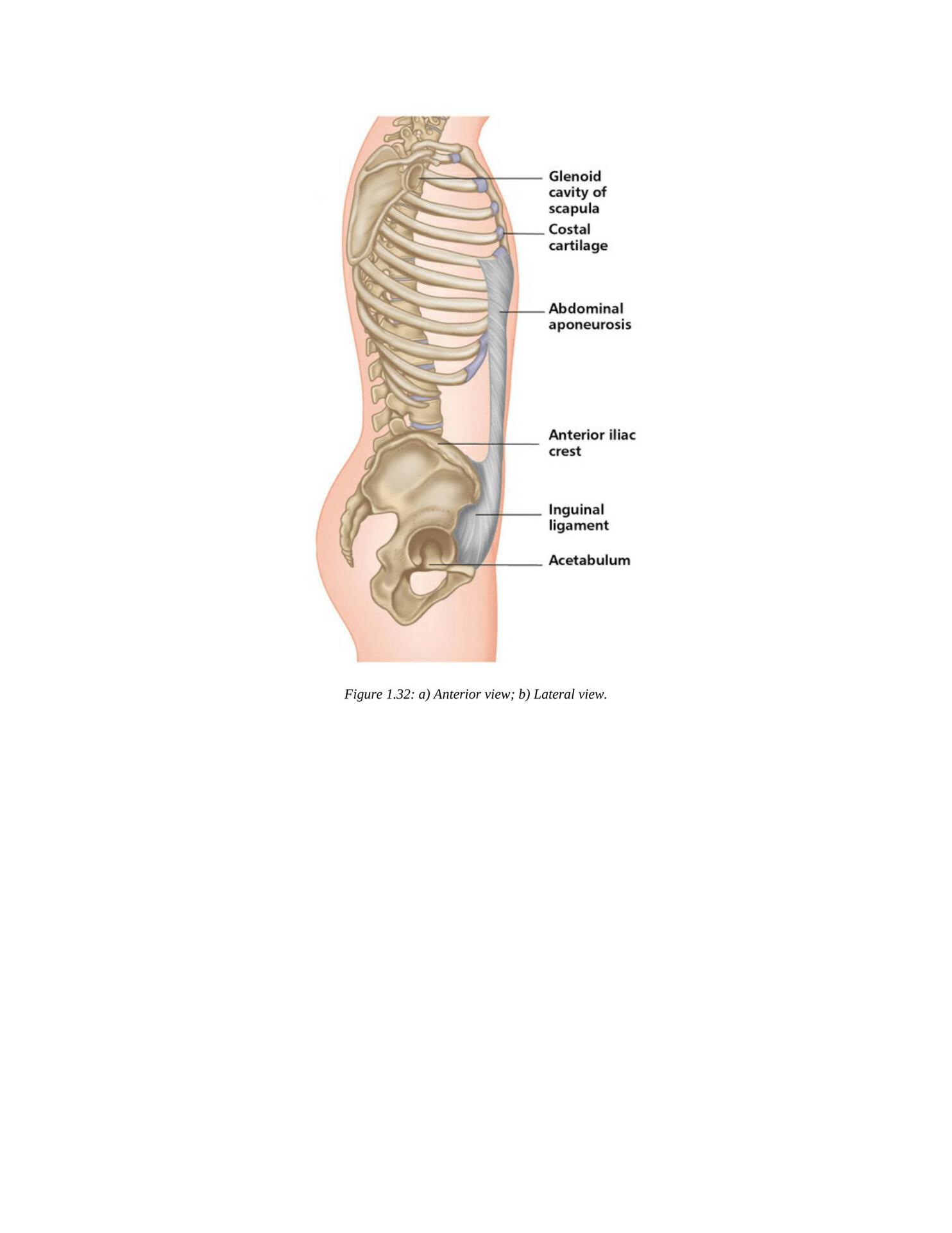 The Concise Book of Yoga Anatomy An Illustrated Overview to the Science of Activity - photo 45