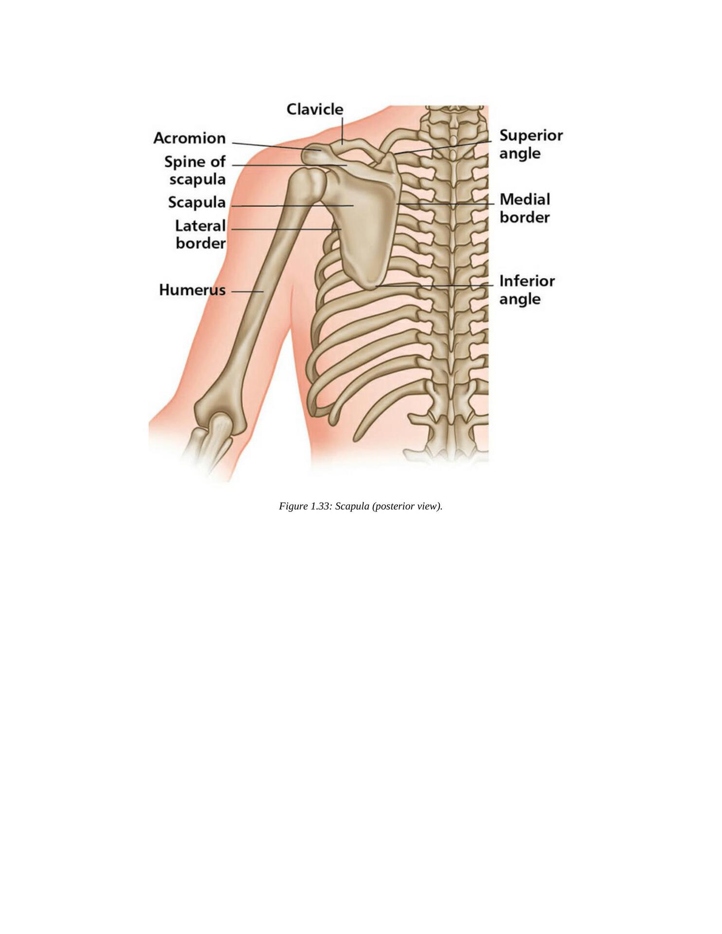 The Concise Book of Yoga Anatomy An Illustrated Overview to the Science of Activity - photo 46