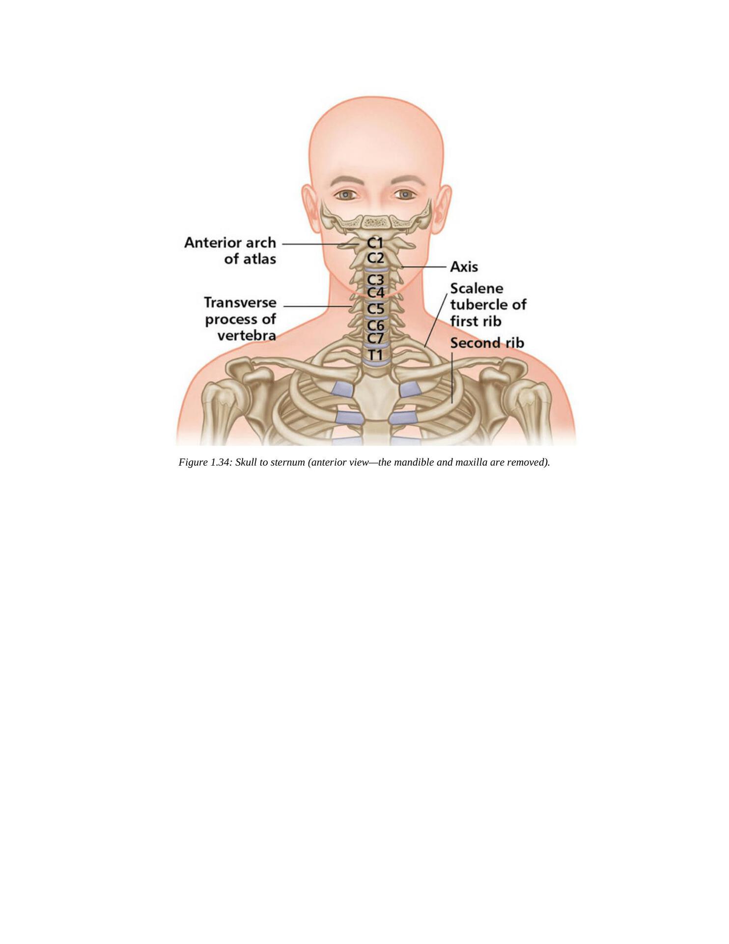 The Concise Book of Yoga Anatomy An Illustrated Overview to the Science of Activity - photo 47