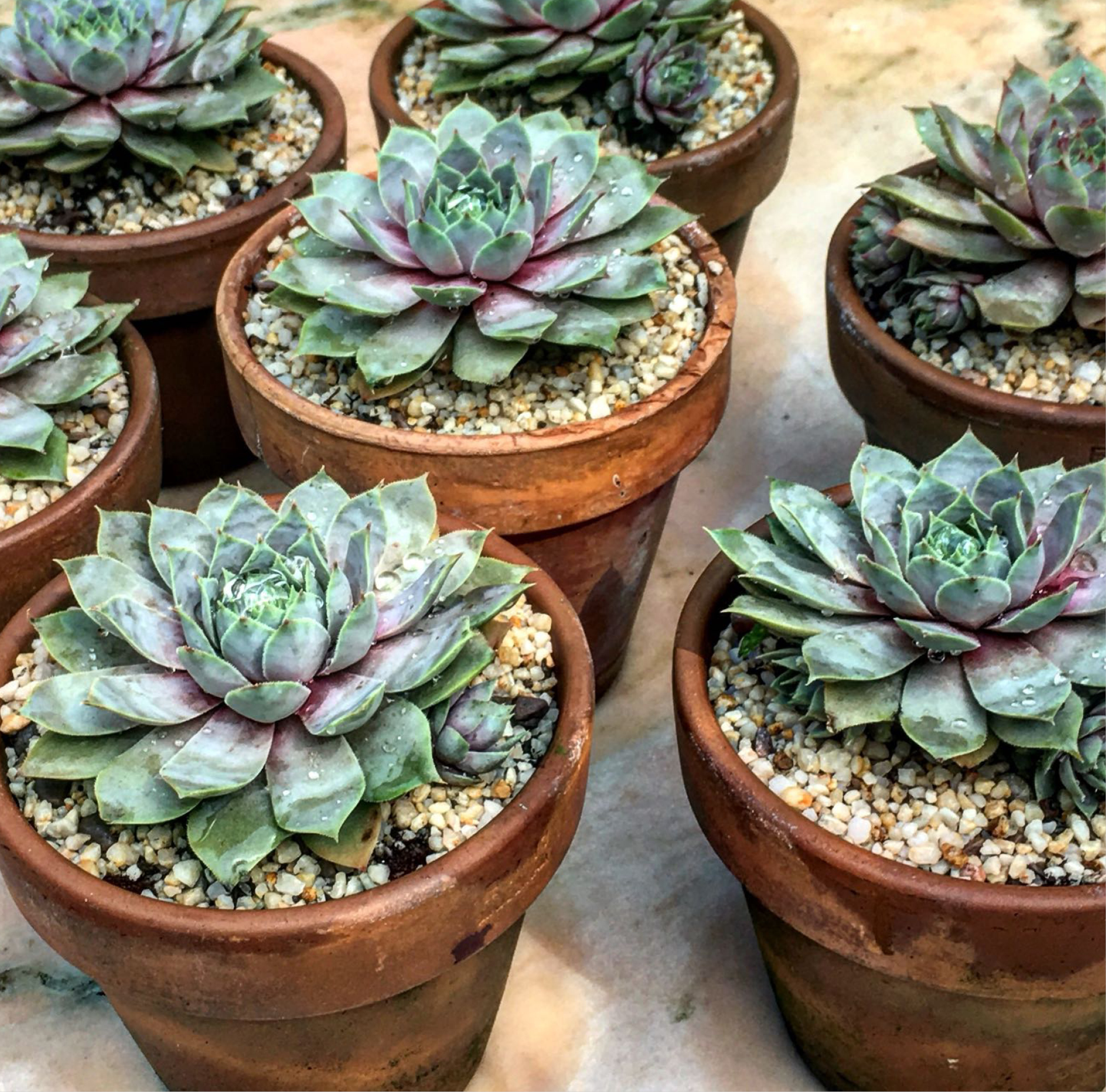 Grouping plants A simple tabletop display of Sempervivum Lilac Time offers an - photo 7