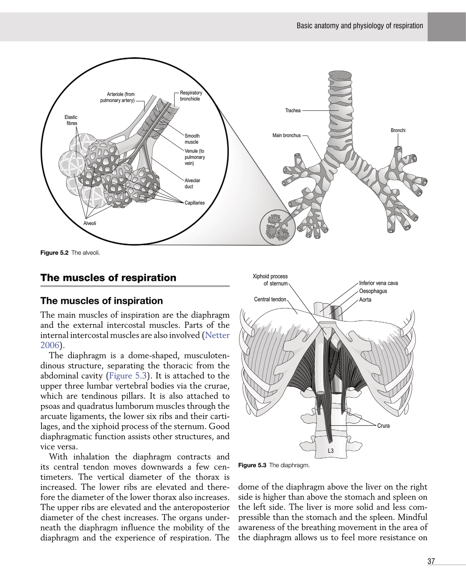 Yoga Exercise as Therapeutic Workout A Practical Overview for Guidebook Therapists - photo 43