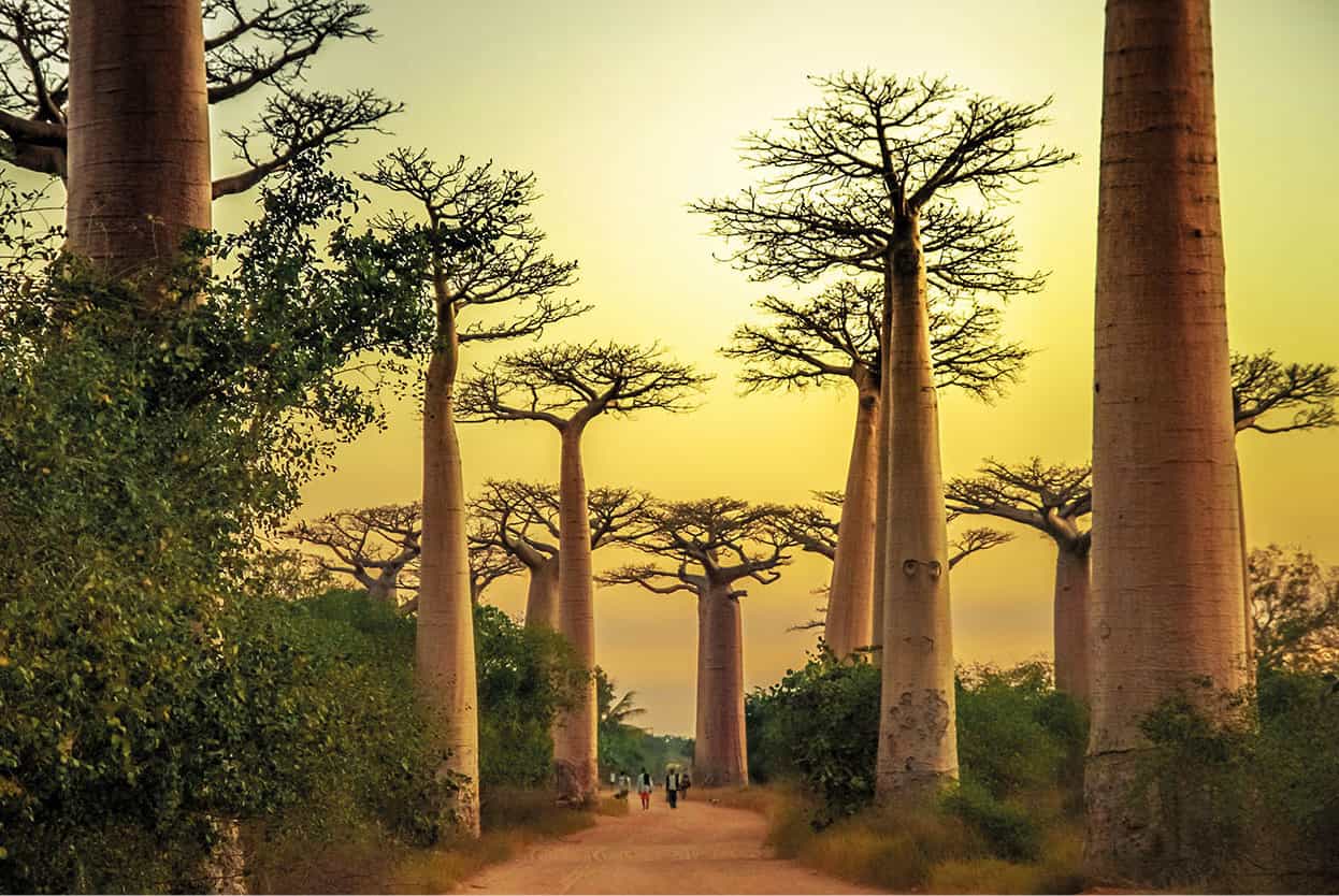 Top Attraction 4 iStock Alle des Baobabs This alley of ancient baobabs is most - photo 7