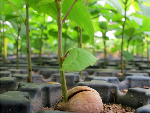 A new plant emerges from a seed at New Yorks Greenbelt Native Plant Center - photo 3