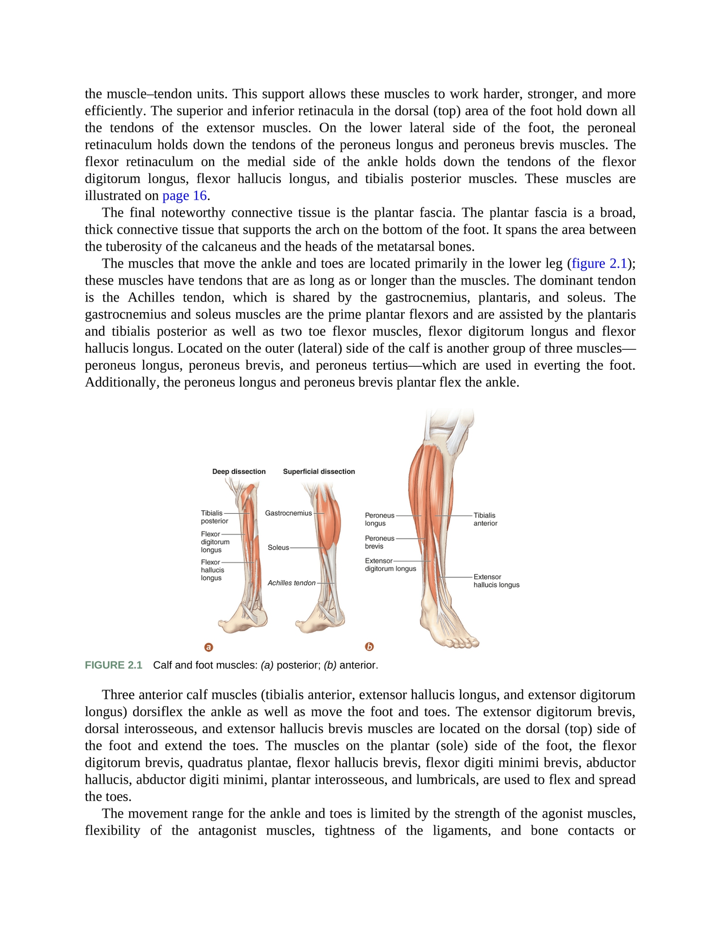 Stretching Anatomy Your Illustrated Guide To Improving Flexibility And Muscular Strength - photo 14