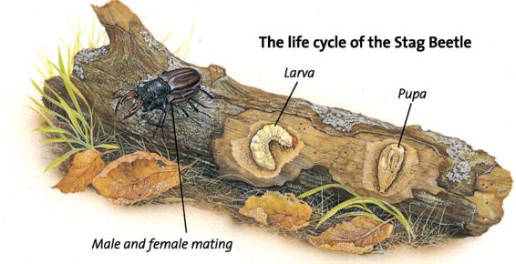 Distinguishing Between Insects The insects in this book appear within the - photo 4