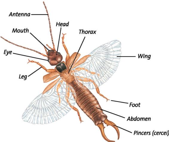 Abdomen The abdomen is the centre of digestion and excretion It is also where - photo 3