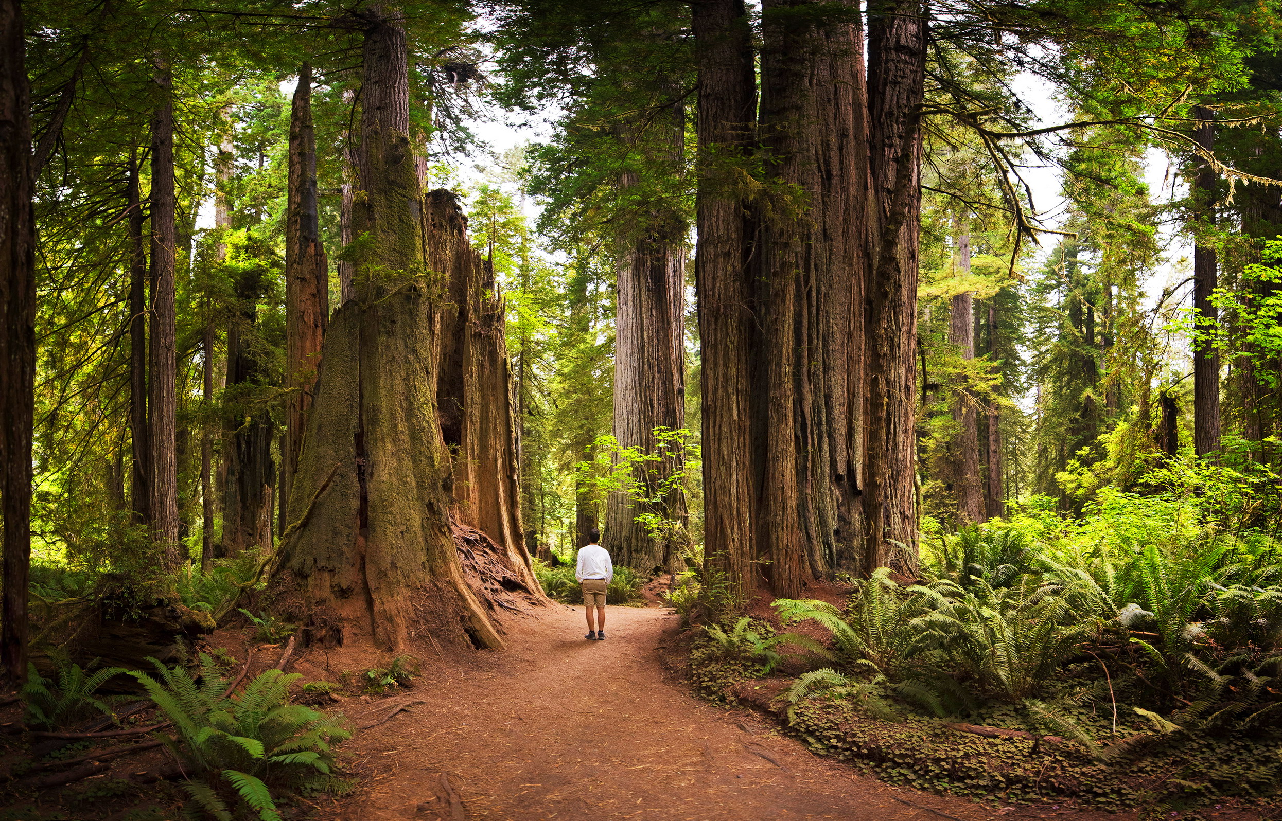 Redwoods National Park CARMEN MARTNEZ TORRN GETTY IMAGES Golden Gate - photo 6