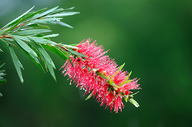 Red bottlebrush tree FIRELIAACQUIA Welcome to East Coast Australia The - photo 8