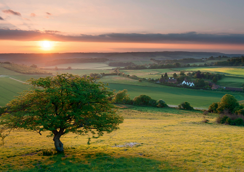 A Tree A Day - image 3