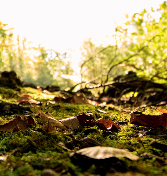 The forest floor of the New Forest in Hampshire INTRODUCTION W hat is a tree - photo 5