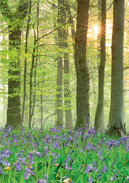 Bluebells carpet the floor in beautiful beech woodland 1ST JANUARY - photo 7