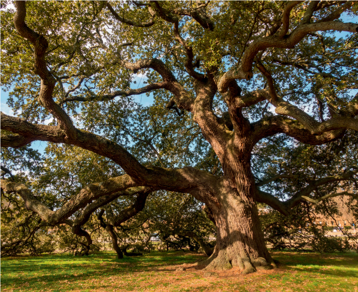 The Emancipation Oak still stands near the entrance to Hampton University - photo 8