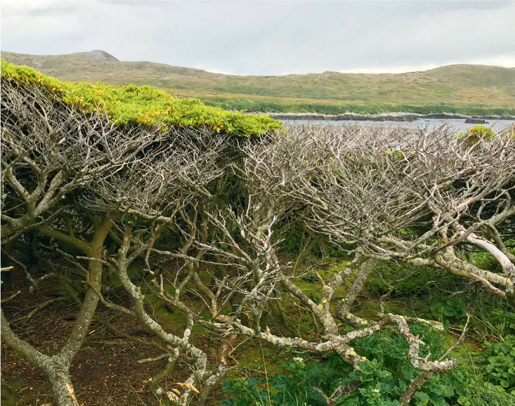 The southernmost trees on Earth Isla Hornos Tierra del Fuego 4TH JANUARY - photo 10