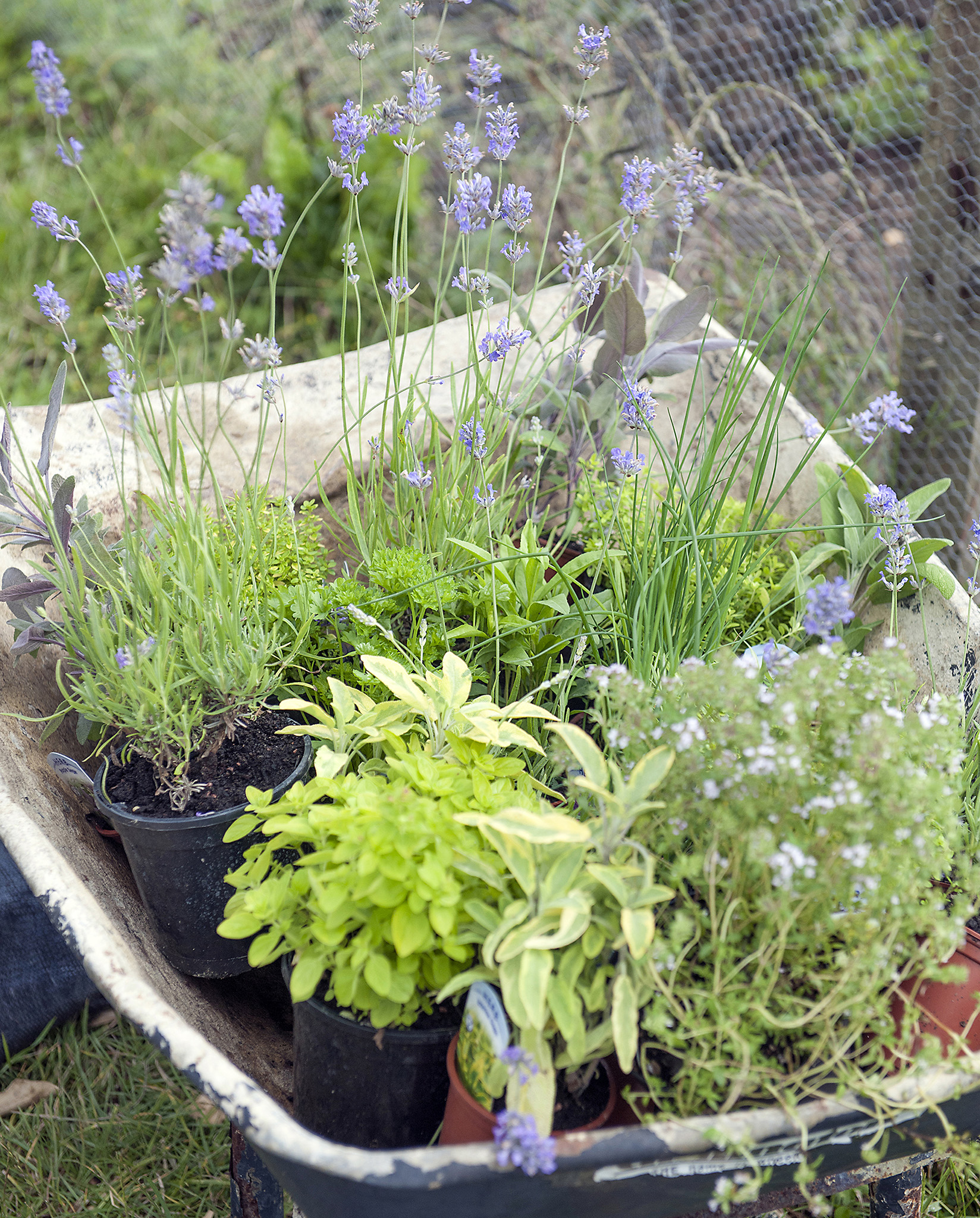 Planting out a variety of pot-grown herbs such as lavender chives sage - photo 4