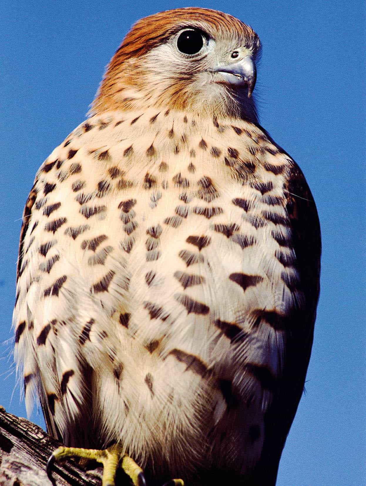 Top Attraction 3 Corbis Kestrel Valley Its forests and trails beckon - photo 6