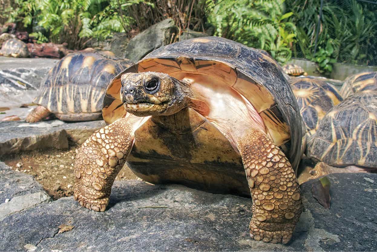 Top Attraction 7 Shutterstock Franois Leguat Giant Tortoise and Cave Reserve - photo 10