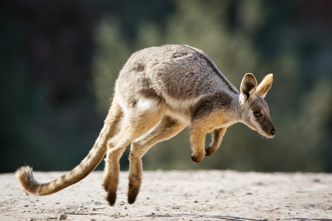 STEVEN GILESSHUTTERSTOCK V Wildlife Encounters Youre almost guaranteed to - photo 14