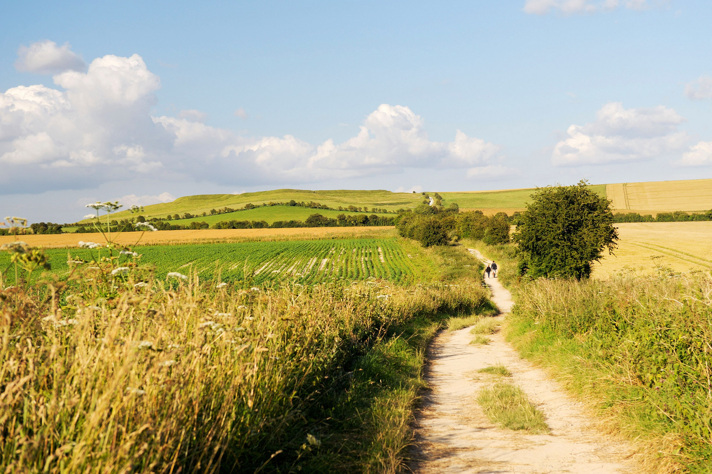 Gleaming white chalk cliffs form the centrepiece of Englands most celebrated - photo 7