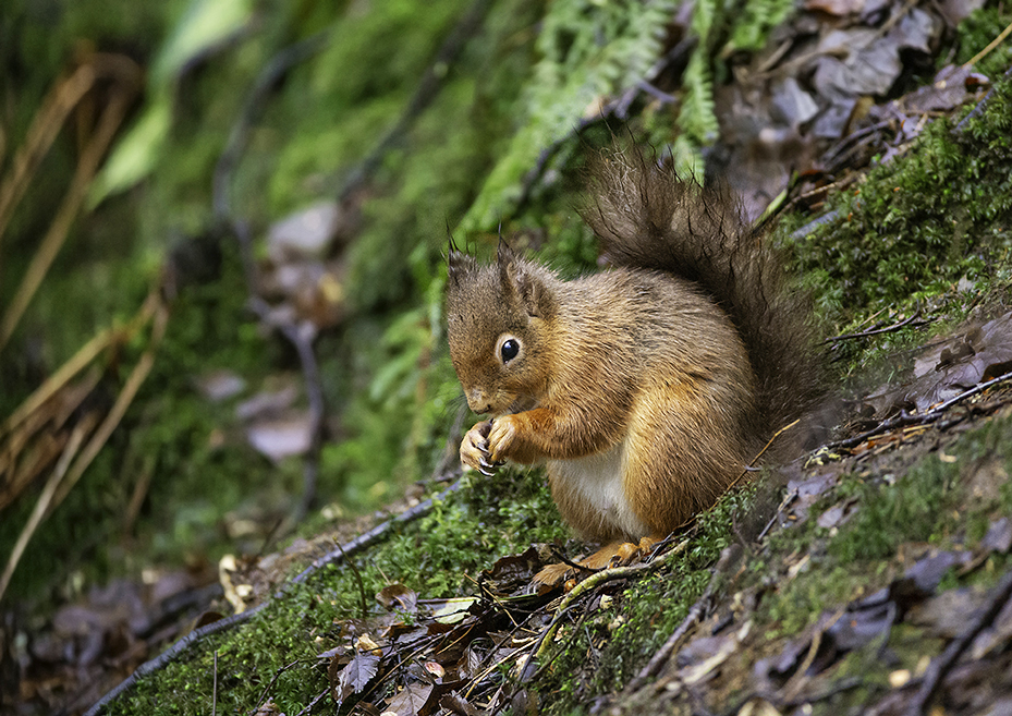 STEVE ADAMSGETTY IMAGES n WILDLIFE Pack the binoculars and bring out your - photo 16