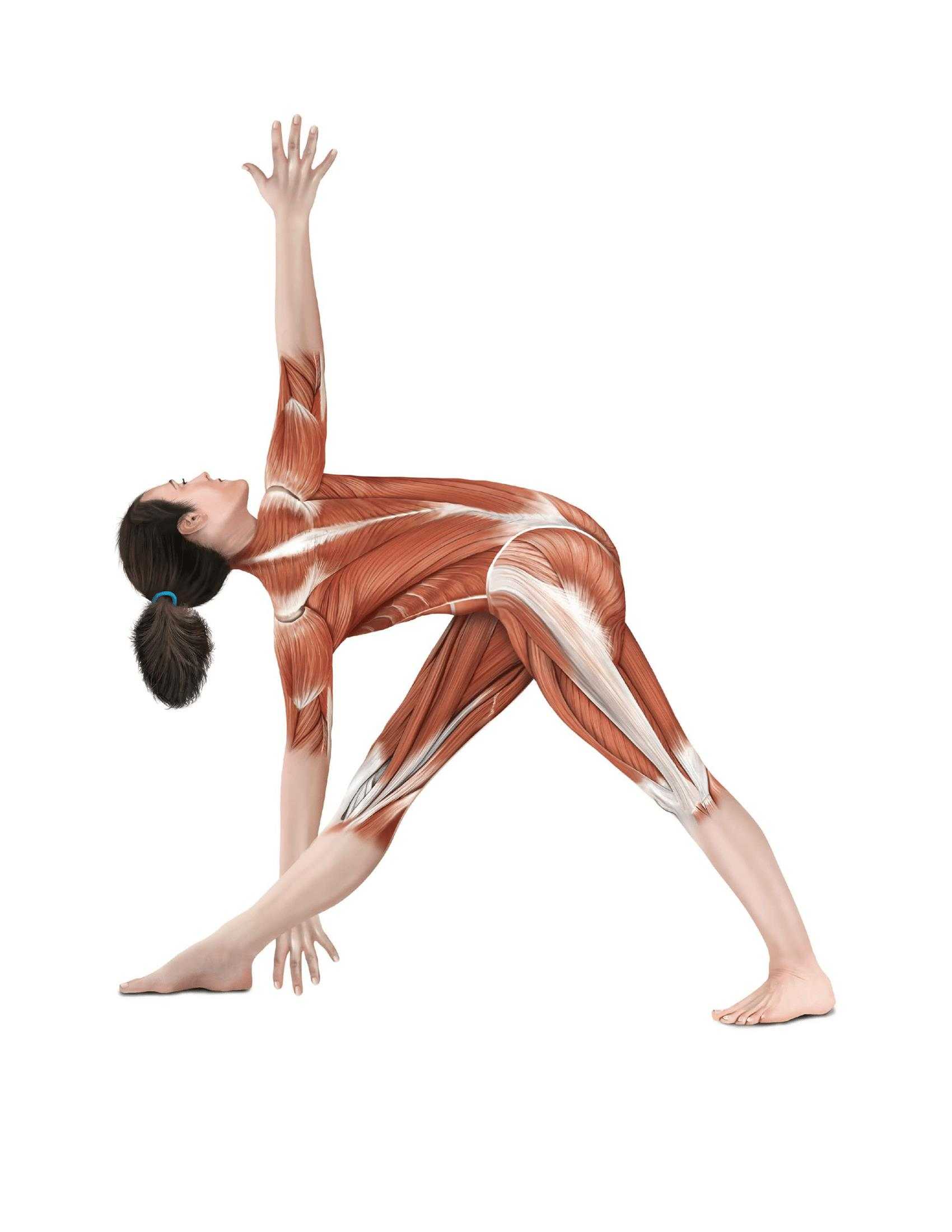 The Students Composition of Yoga exercise Manual 30 Vital Positions Analysed Explained and also Illustrated - photo 2